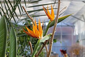 Strelitzia reginae (Oiseau de Paradis) dans la serre