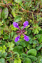 Fleurs