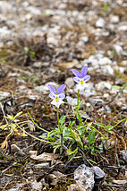 Fleurs