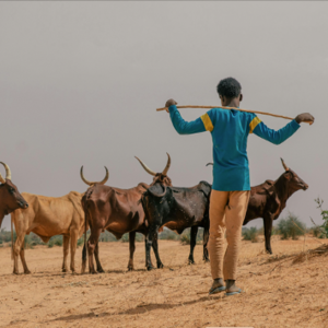 Berger africain guidant le bétail, Alameen, pexels